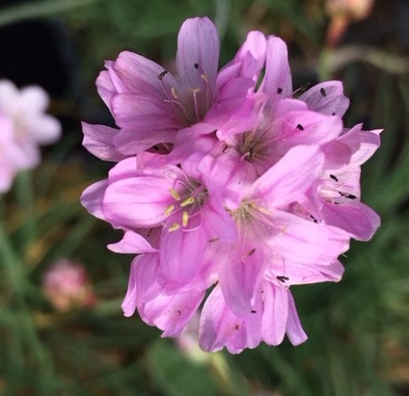 Thrift Plants (Armeria Maritima)